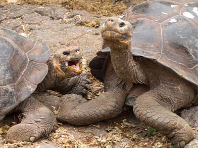 galapagos tortoises