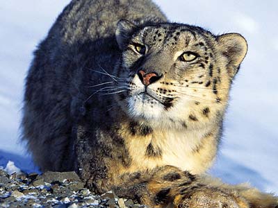 Snow Leopard