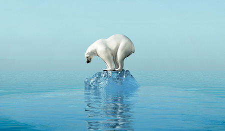 Polar bear standing on a ice berg