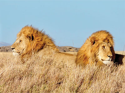 Two adult male lions