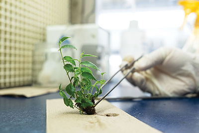 American Elm grown in the lab