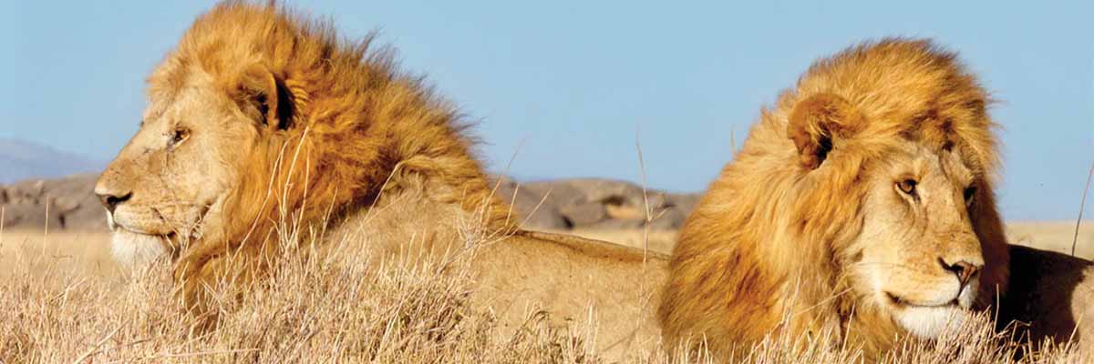 two lions