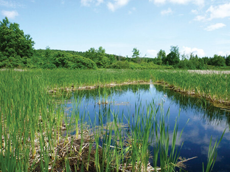 Restored coastal wetland