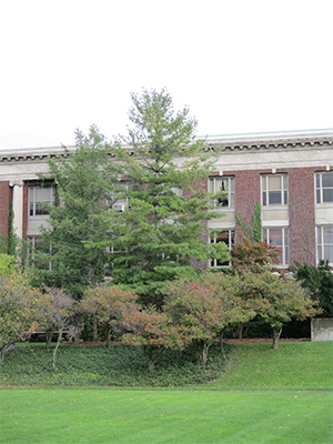 Tallest tree in front of Bray hall