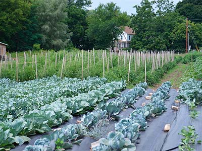 Rows of cabbage planted in the farm