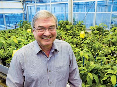 Dr. William Powell stands among chestnut plants in an ESF greenhouse