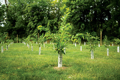 American Chestnut seedling