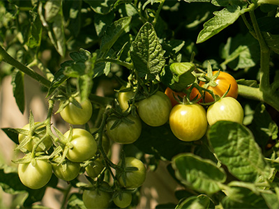 Tomatoes on a plant