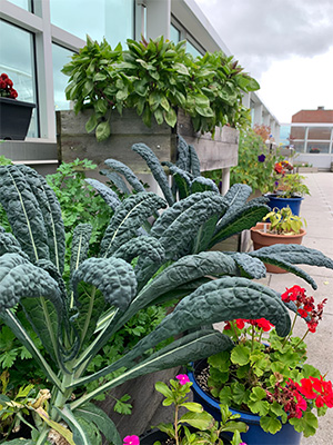 Plants in raised bed and pots