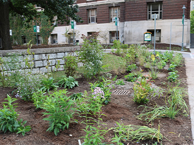 Pollinator garden infront of Bray hall