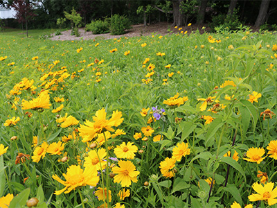 Field of spiderwort